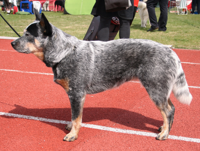 Cachorro: Boiadeiro australiano